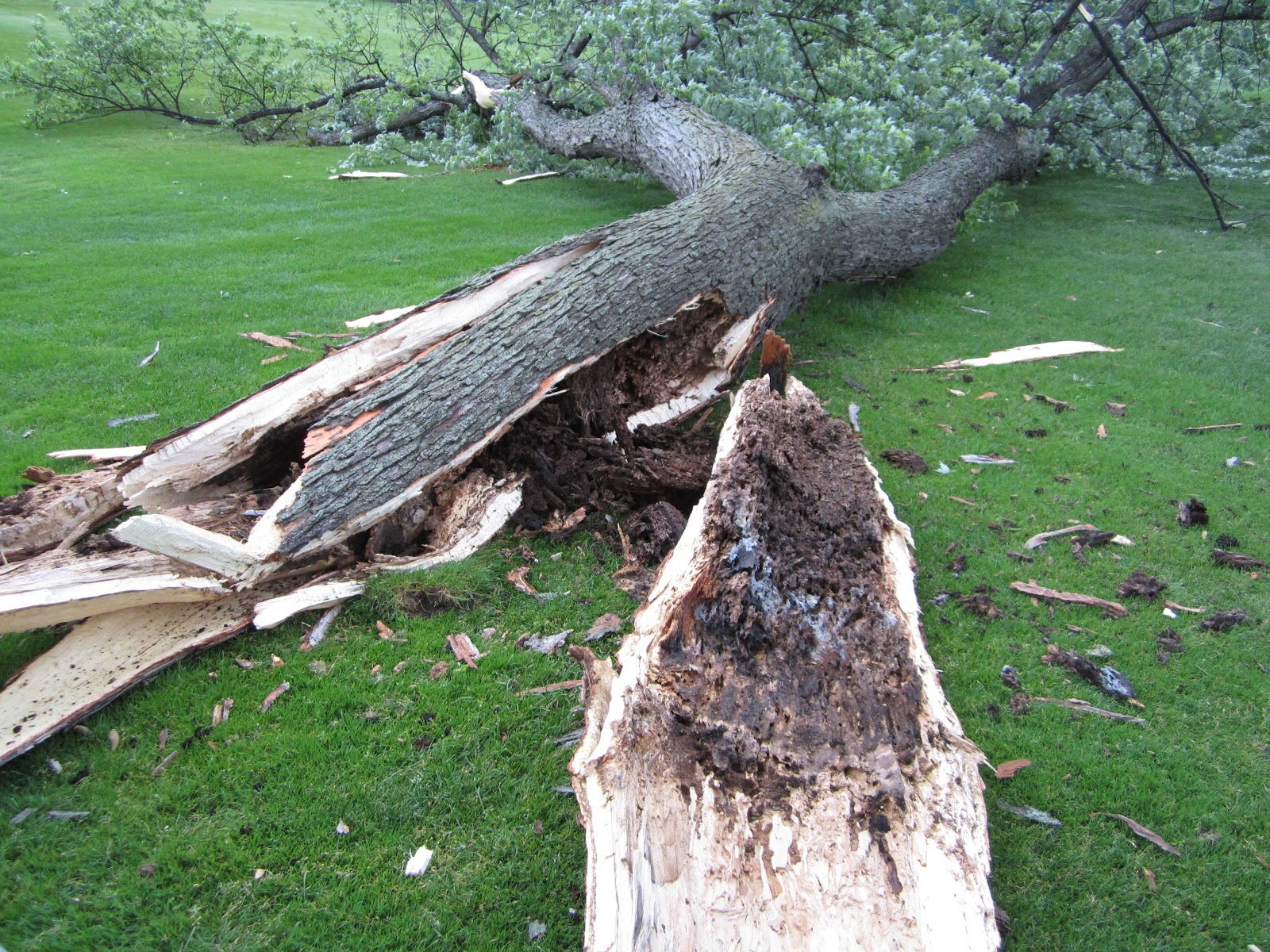 Forest Lake Country Club Tree Damage