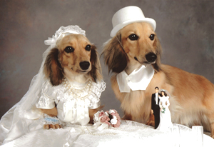 dogs+in+wedding.jpg