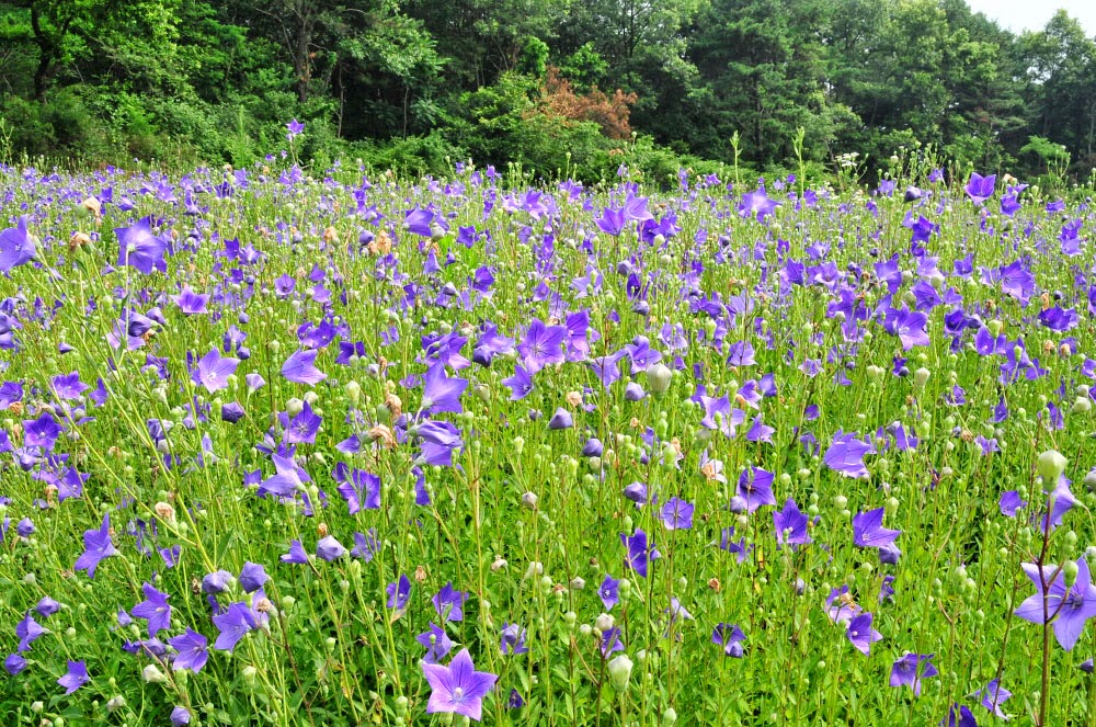 Platycodon grandiflorum flowers forest in Belgium Platycodon grandiflorum flowers forest in Belgium