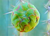 Up Close With A Single Saguaro Bloom