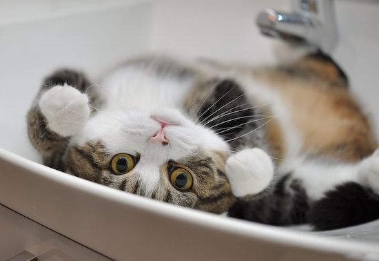 10 Perilaku Kucing Yang Jarang Diketahui [ www.BlogApaAja.com ]