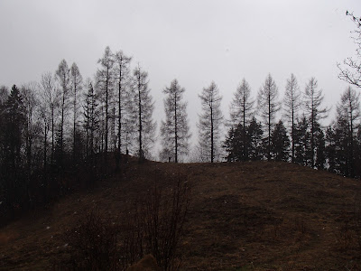Szczawnica, szlaki turystyczne wokół Szczawnicy, Bereśnik, Bryjarka,  grzyby wiosenne, grzyby w kwietniu, atak zimy