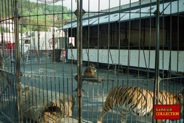 cage des tigres du cirque Louis Knie 