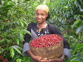 How to Start Your Own Coffee Farming Business