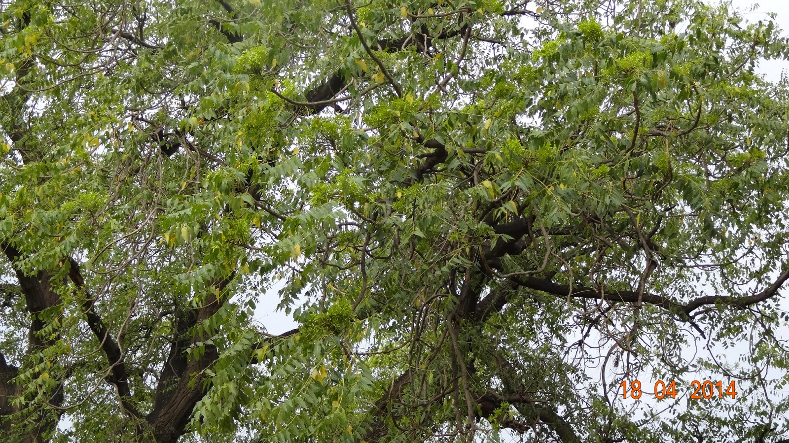 Plants of Lahore - Pakistan: August 2014