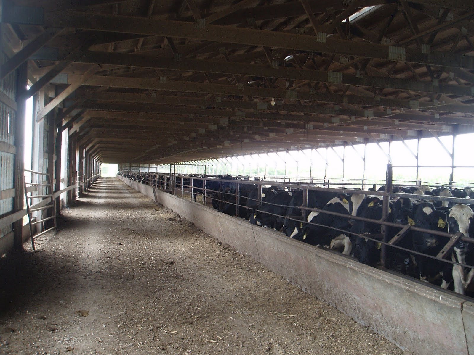 US Agriculture Study Tour Roche Farms feedlot Columbus, WI. Tuesday