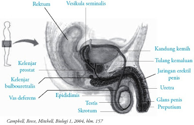 Testis pada Pria : Fungsi Struktur Pengertian Bagian Anatomi