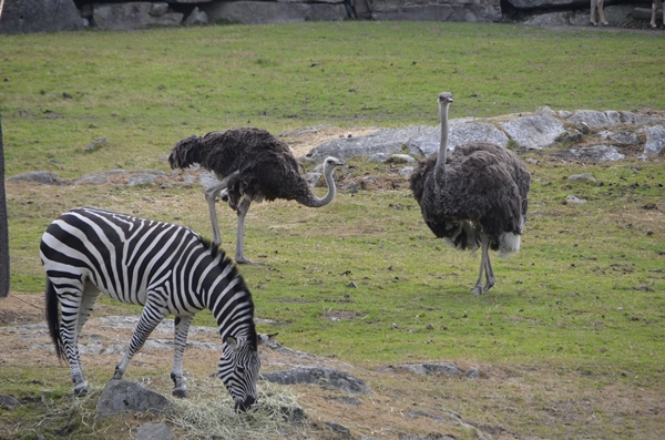 Hvor Mange Dyrearter Er Det I Kristiansand Dyrepark