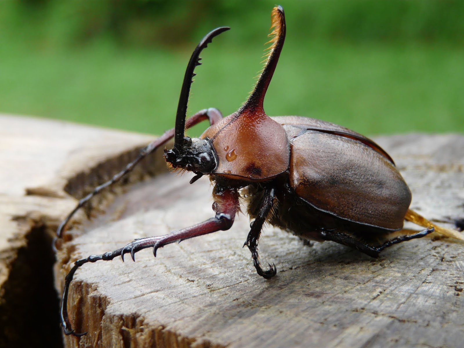 Es Asombroso Escarabajo Hércules, considerado el animal más fuerte. Es Asombroso Escarabajo Hércules, considerado el animal más fuerte.