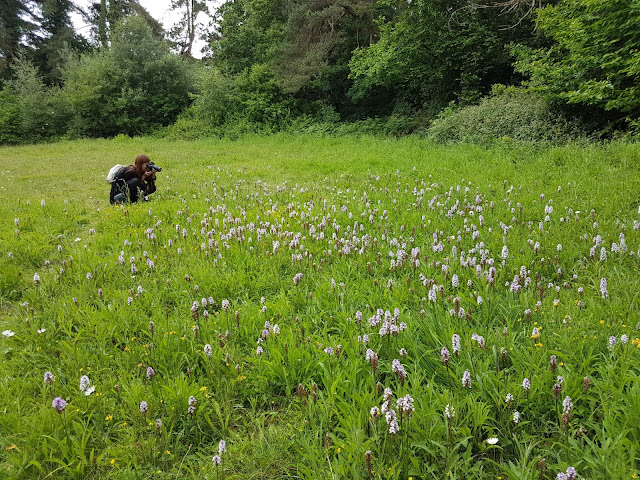 Dactylorhizas - Soton Common, Hampshire