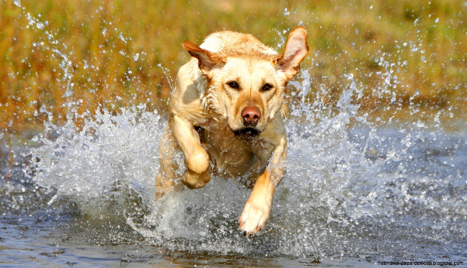 Dog Running through Water