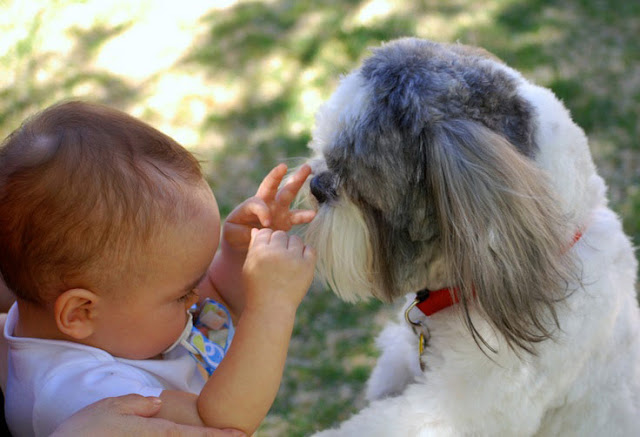 O seu shih tzu sabe quando você tem outras prioridades
