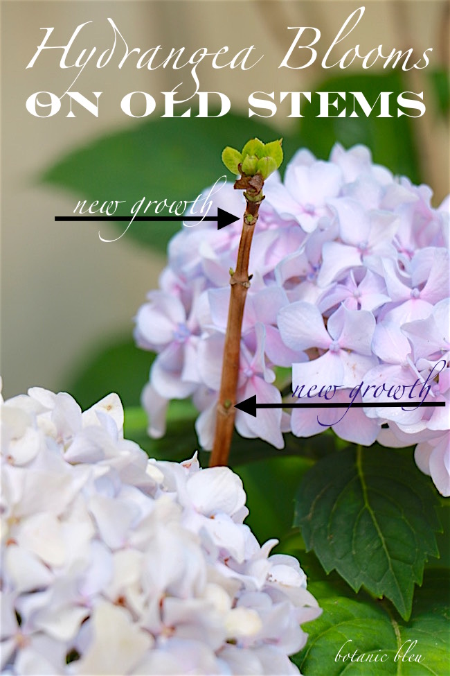 Hydrangea Care And Culture Travaldo S Blog