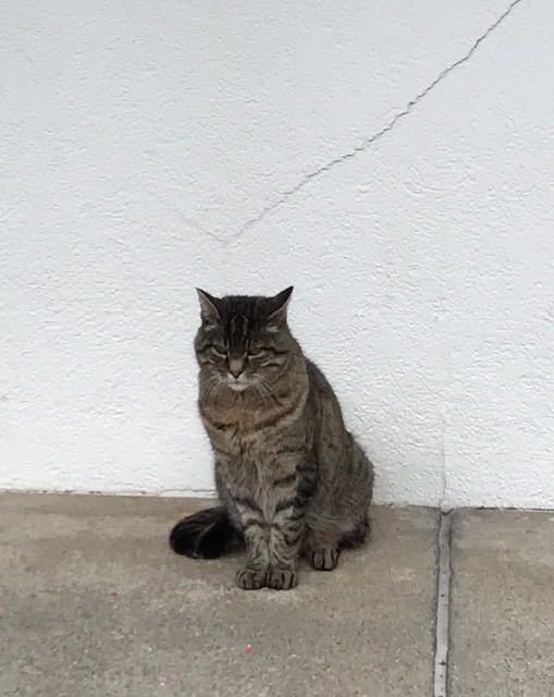 スイス・アデルボーデンで出会った猫