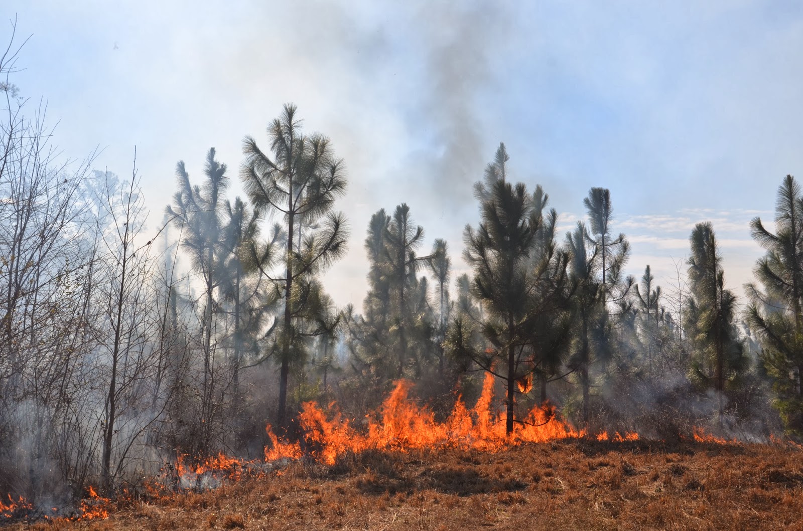 Dewberry Lands Longleaf Pines