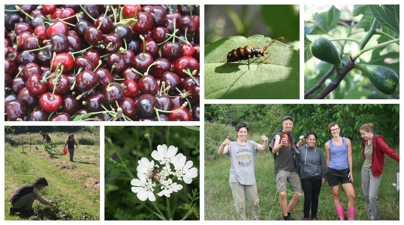 balkan ecology project forest garden fruits wildflowers and secondary succession