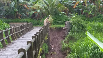 Tanggul Jembatan Penghubung Dukuh Krajan - Pesantren Girigondo Ambrol
