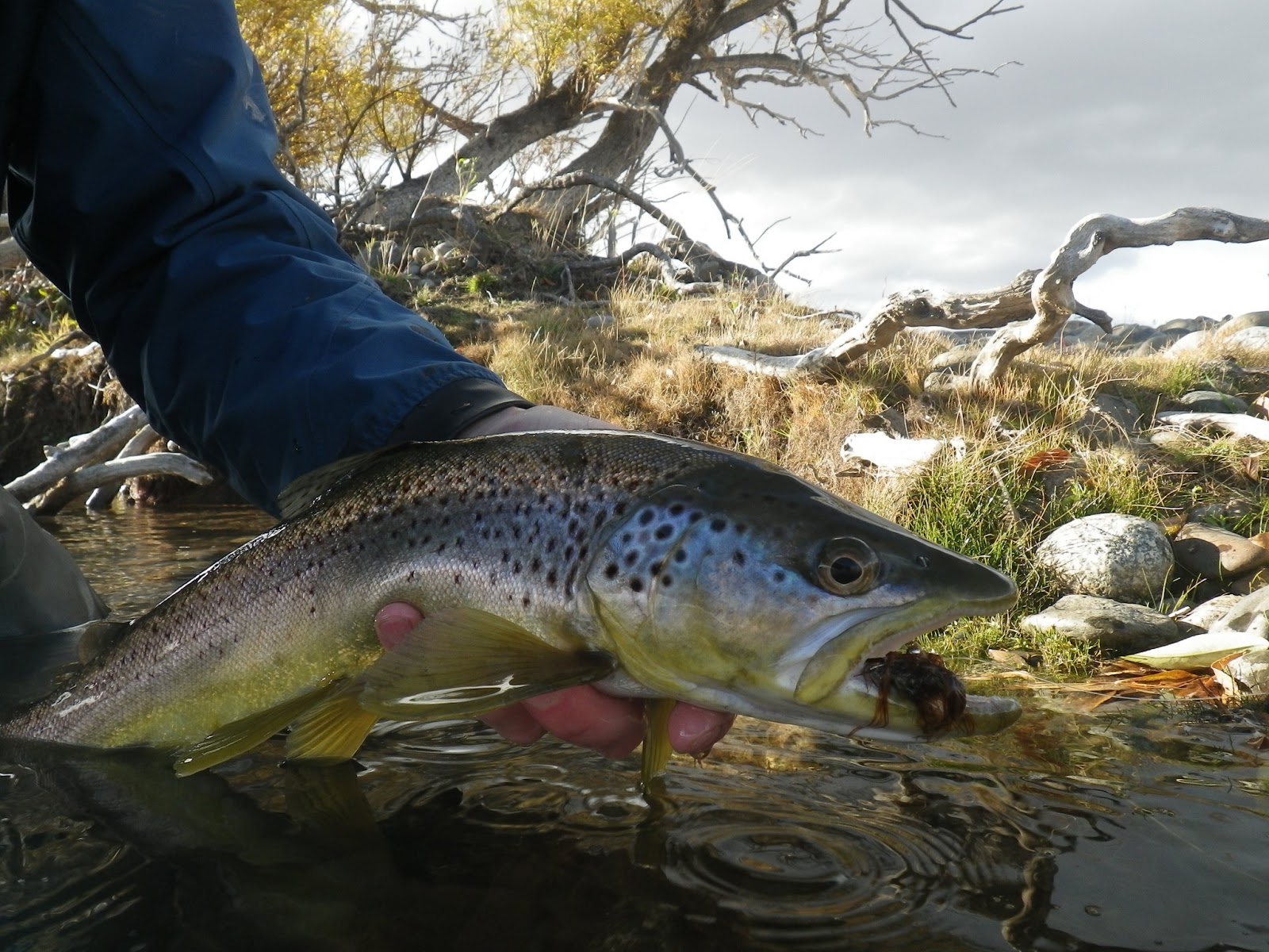 First Cast Fly Fishing Fly Fishing Patagonia Argentina What Month's