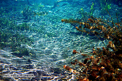 Underwater Beautiful Sea Ocean