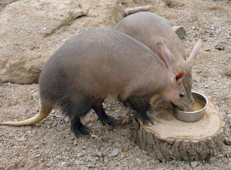 Aardvark | The Biggest Animals Kingdom