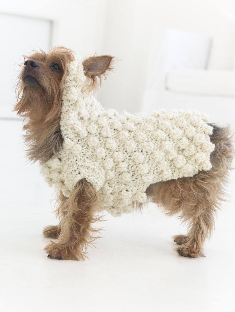 dog sheep sweater