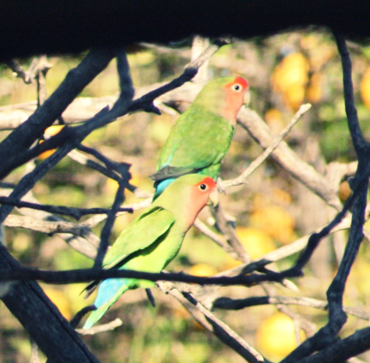 Dejando huella: Los Agapornis, los pájaros del amor