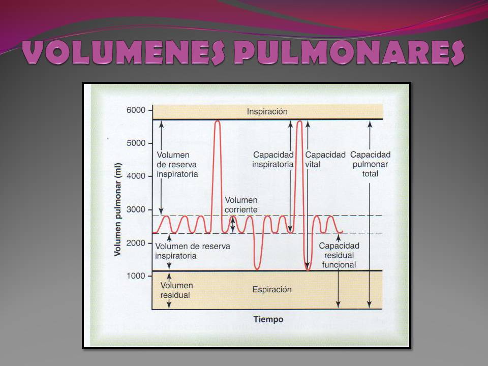 FISIOLOGÍA MÉDICA VOLUMENES PULMONARES FISIOLOGÍA MÉDICA VOLUMENES PULMONARES