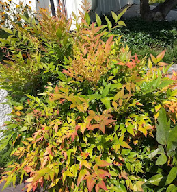A Guide To Northeastern Gardening Feature Shrub Nandina Domestica
