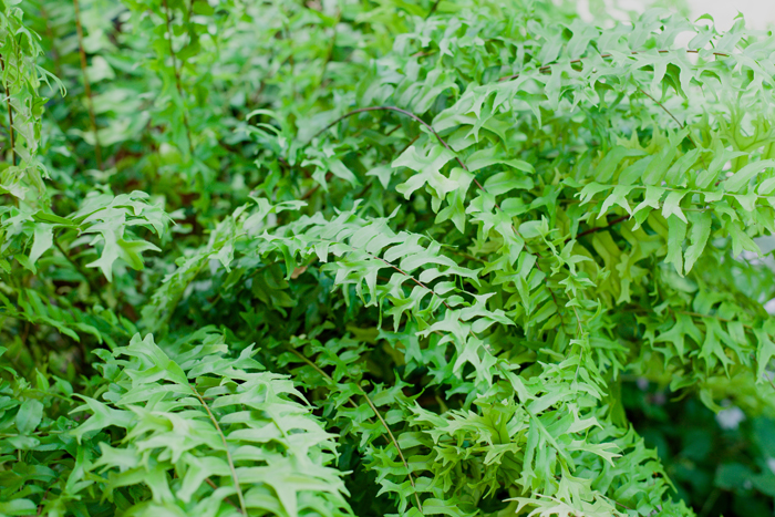 ferns fern