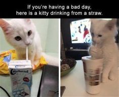 funny cat pictures