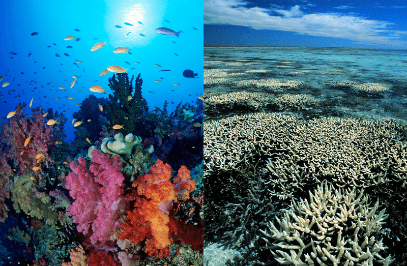 Thalassophile: Ocean Lover: The Great Barrier Reef: A Farewell