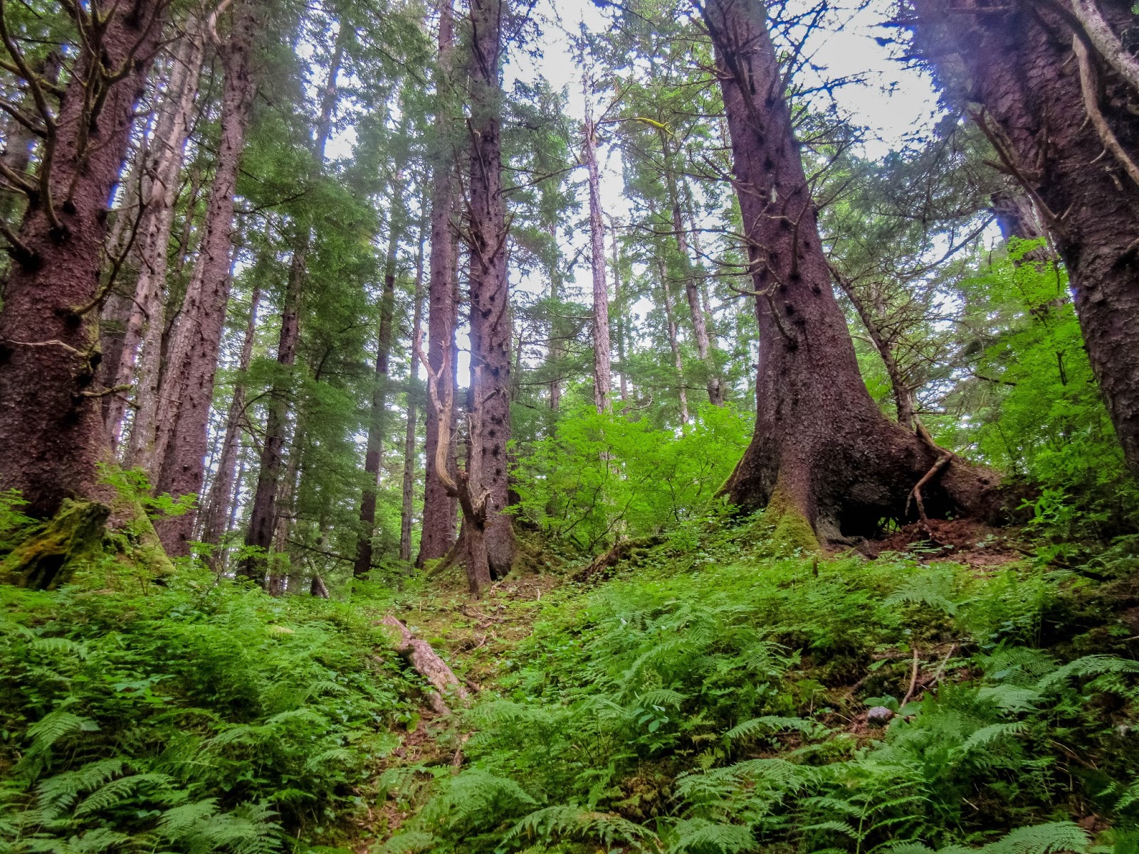 Cannundrums Brown Bear Chichagof Island, Alaska