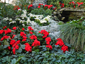 Red white begonias Allan Gardens Conservatory Christmas Flower Show 2014 by garden muses-not another Toronto gardening blog