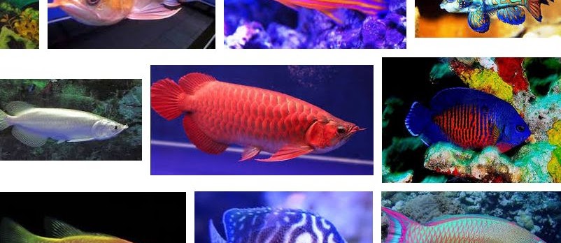 Ini Dia Ikan Hias Termahal Di Dunia Hingga Sekarang Ini Infoikan Com