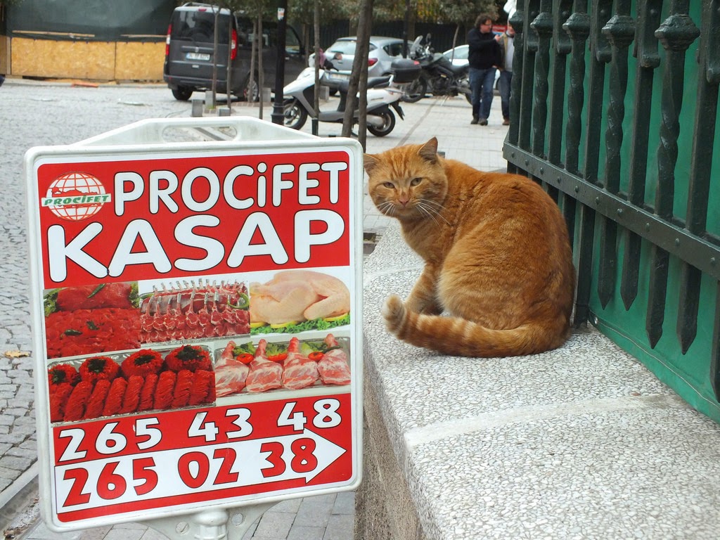 ISTANBUL'S CATS + DOGS