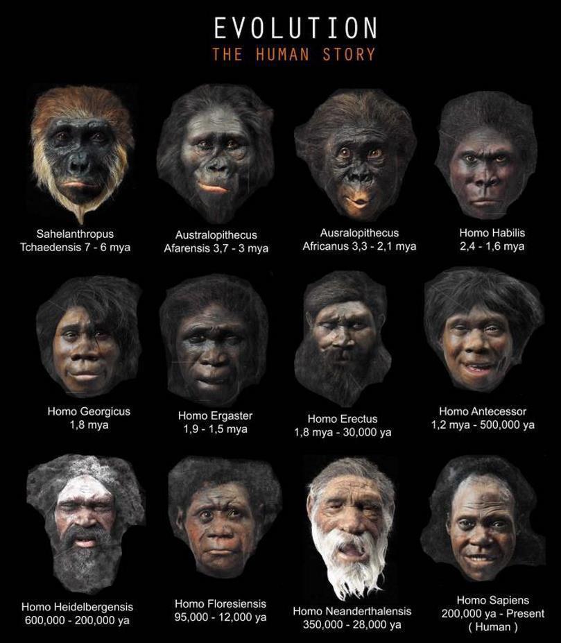 The Human Body Has Gone Through Four Stages Of Evolution Says Study the-human-body-has-gone-through-four-stages-of-evolution-says-study