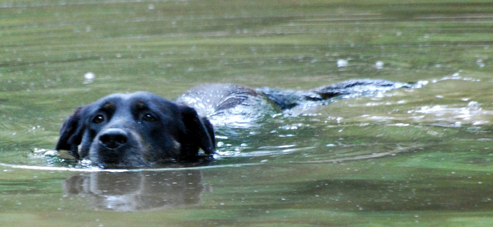 Excelsior: An otter dog