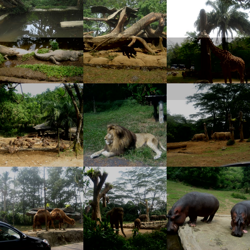 TAMAN SAFARI INDONESIA