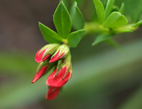 Diente de dragón (Tetragonolobus purpureus)