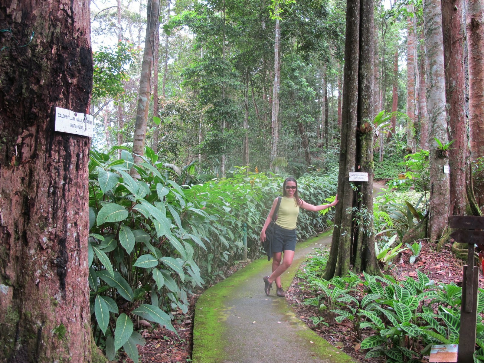 Botanical Garden and Japanese Tea House at Berjaya Hills, Bukit Tinggi