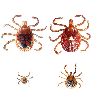 AWAS! Gigitan Kecil dari Hewan Ini Akan Membuatmu Alergi Daging Seumur Hidup! Kok Bisa? AWAS! Gigitan Kecil dari Hewan Ini Akan Membuatmu Alergi Daging Seumur Hidup! Kok Bisa?