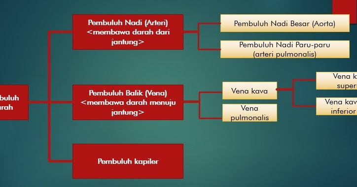 Perbedaan Pembuluh Nadi (Arteri) dan Pembuluh Balik (Vena
