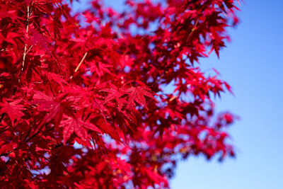 Red maple tree leaves against sky