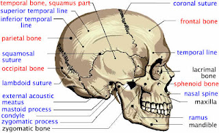 City Distributers: The Human Skull