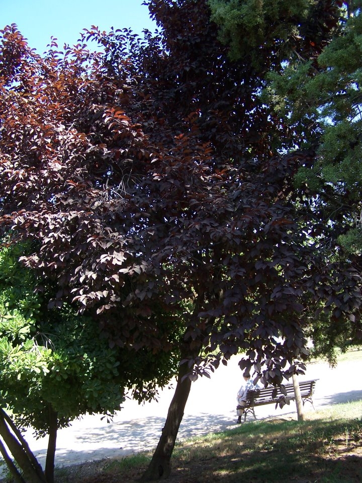 Galefod: CIRUELO JAPONÉS
