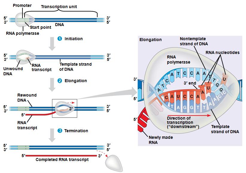 Transcription