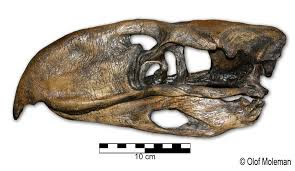 Phorusrhacos skull