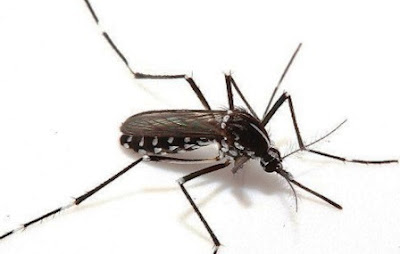 Virus Zika: Dampak, Gejala, Pengobatan Virus Zika: Dampak, Gejala, Pengobatan