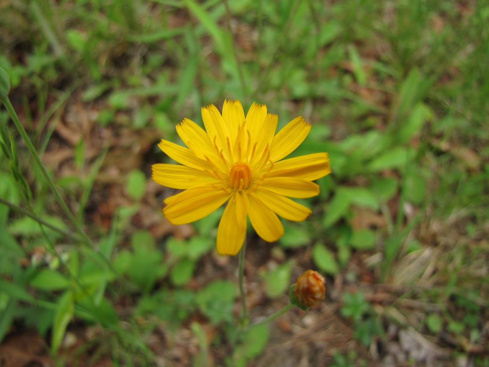 Kentucky Homesteading & Organic Gardening Wildflowers
