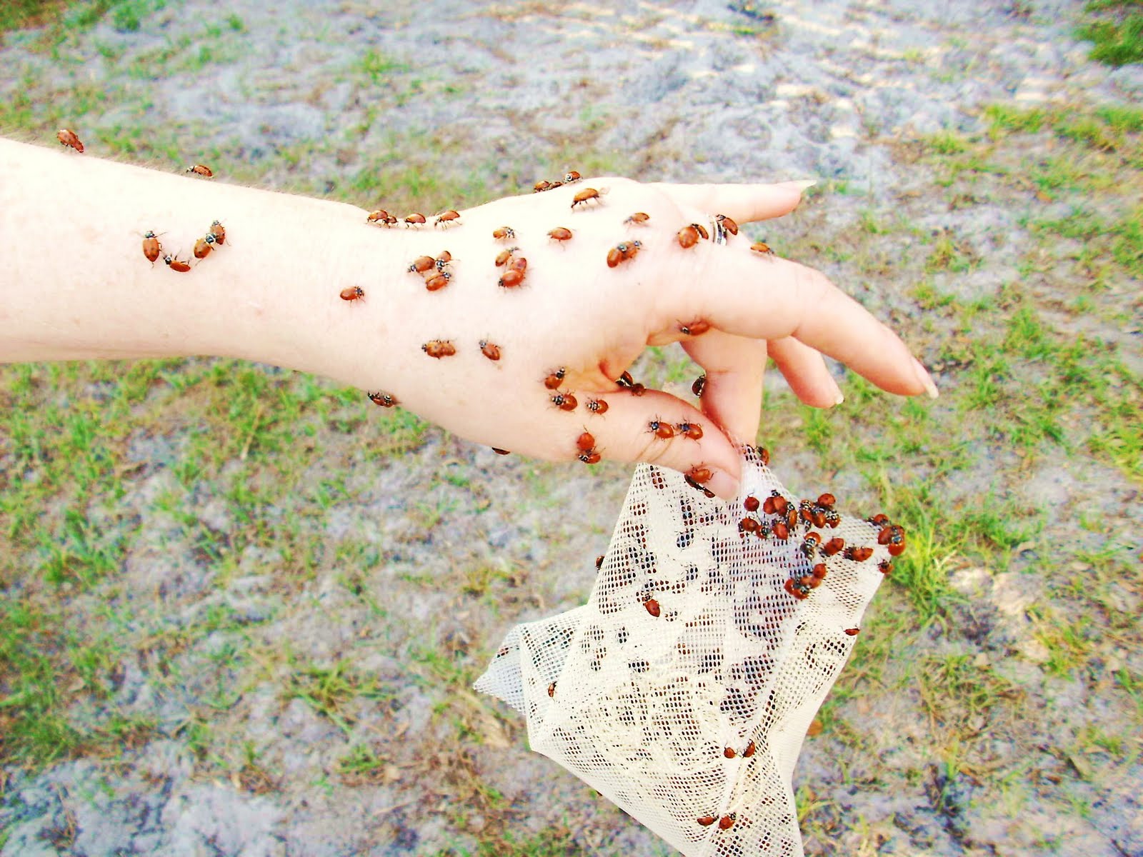 Creative Disarray: My Ladybug Invasion